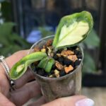 Hoya 'Krinkle 8' variegata, niezwykle rzadka roślina kolekcjonerska o grubych pikowanych liściach z szerokim biało - kremowym marginesem i pastelowo - różowym rumieńcem, VarieGarden