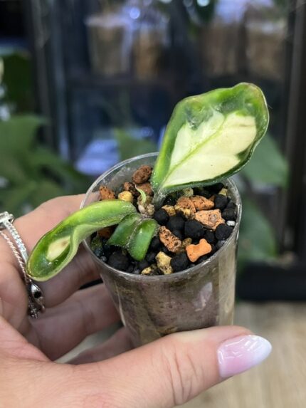 Hoya 'Krinkle 8' variegata, niezwykle rzadka roślina kolekcjonerska o grubych pikowanych liściach z szerokim biało - kremowym marginesem i pastelowo - różowym rumieńcem, VarieGarden