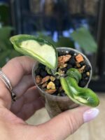 Hoya Krinkle variegata #2 - obrazek 2