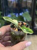Hoya Krinkle variegata #2 - obrazek 3