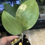 Hoya Verticillata Silver Heart