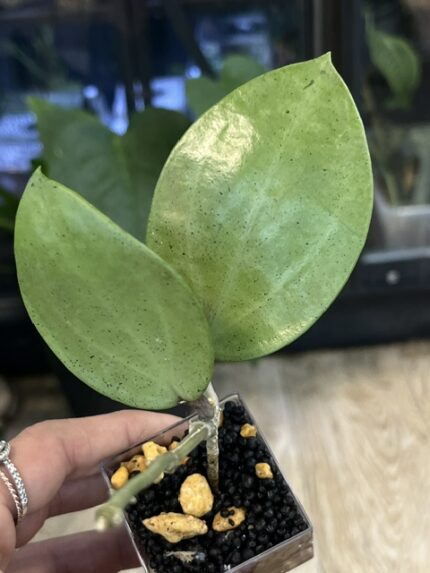 Hoya Verticillata Silver Heart