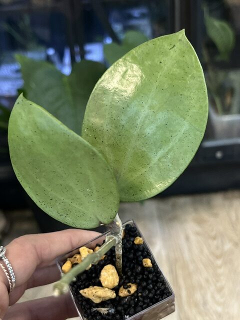 Hoya Verticillata Silver Heart Hoya Verticillata Silver Heart