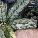 Aglaonema Commutatum variegata