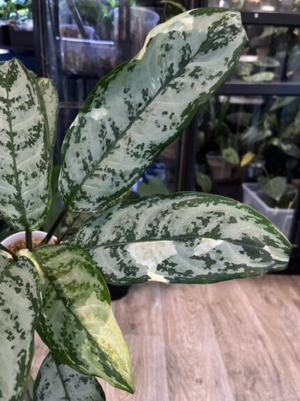 Aglaonema Commutatum variegata