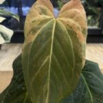 Anthurium Fort sherman x X One variegata