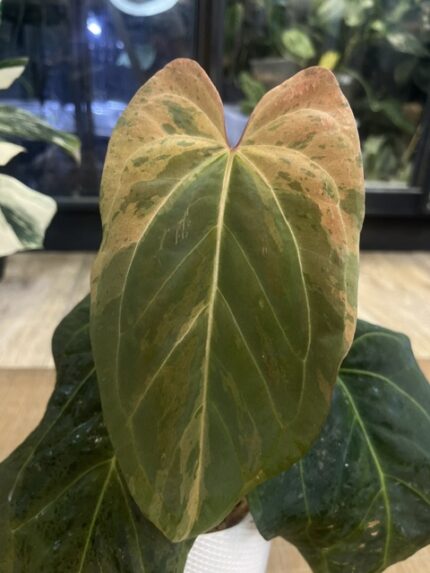 Anthurium Fort sherman x X One variegata