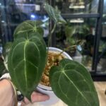 Anthrurium BVIT x Michelle