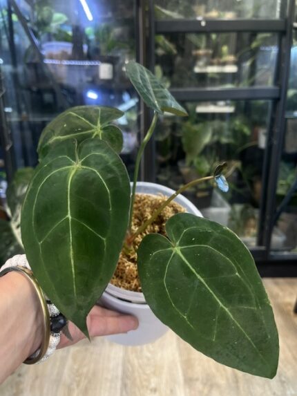 Anthrurium BVIT x Michelle