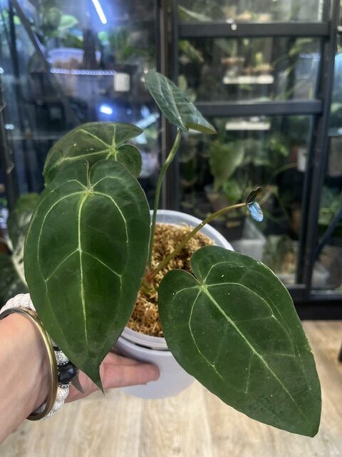 Anthrurium BVIT x Michelle Anthrurium BVIT x Michelle