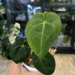 Anthurium Ace of Spades X duże ciemne aksamitne liście w kształcie serca z jasnym unerwieniem rzadka roślina kolekcjonerska hybryda anturium Variegarden