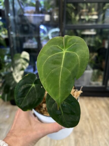 Anthurium Ace of Spades X duże ciemne aksamitne liście w kształcie serca z jasnym unerwieniem rzadka roślina kolekcjonerska hybryda anturium Variegarden