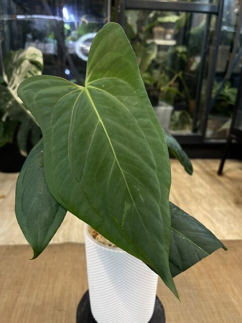 Anthurium dark phoenix x (Portillae x Dark Phoenix) Anthurium dark phoenix x (Portillae x Dark Phoenix)