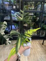 Philodendron Florida Beauty x Tortum variegata #2 - obrazek 6