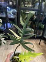 Philodendron Florida Beauty x Tortum variegata #2 - obrazek 4