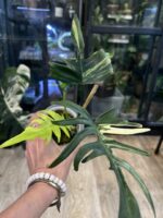 Philodendron Florida Beauty x Tortum variegata #2 - obrazek 5