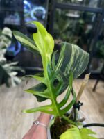Philodendron Florida Beauty x Tortum variegata