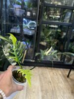 Philodendron Florida Beauty x Tortum variegata #2 - obrazek 3