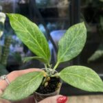 Hoya obscura Silver