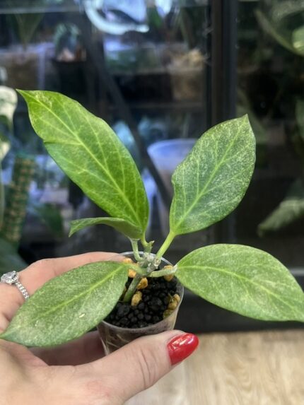Hoya obscura Silver