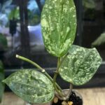 Hoya latifolia 'MRH', rzadka roślina kolekcjonerska o monumentalnych, grubych liściach z głębokim trójwymiarowym unerwienie i srebrzystym splashem, ekskluzywne pnącze tropikalne, VarieGarden