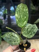 Hoya latifolia 'MRH', rzadka roślina kolekcjonerska o monumentalnych, grubych liściach z głębokim trójwymiarowym unerwienie i srebrzystym splashem, ekskluzywne pnącze tropikalne, VarieGarden