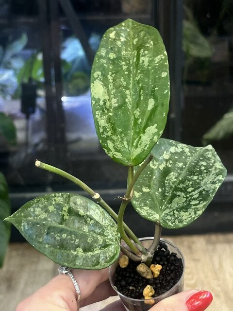 Hoya latifolia 'MRH', rzadka roślina kolekcjonerska o monumentalnych, grubych liściach z głębokim trójwymiarowym unerwienie i srebrzystym splashem, ekskluzywne pnącze tropikalne, VarieGarden Hoya latifolia 'MRH', rzadka roślina kolekcjonerska o monumentalnych, grubych liściach z głębokim trójwymiarowym unerwienie i srebrzystym splashem, ekskluzywne pnącze tropikalne, VarieGarden