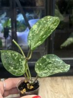 Hoya latifolia MRH #1 - obrazek 2