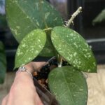Hoya verticillata MA07 Pink Splash