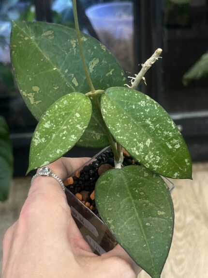 Hoya verticillata MA07 Pink Splash