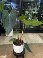 Anthurium Red Gunsal #1 - obrazek 2