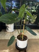 Anthurium Red Gunsal #1 - obrazek 3