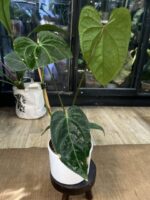 Anthurium Red Gunsal #1 - obrazek 4