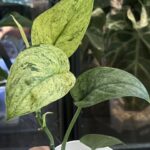 Scindapsus dark silver cloud variegata