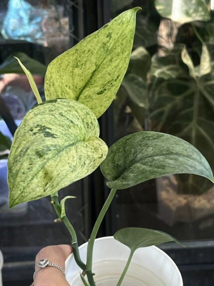 Scindapsus dark silver cloud variegata
