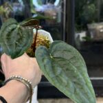 Anthurium Blue Papillilaminum x Luxurians