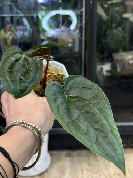 Anthurium Blue Papillilaminum x Luxurians