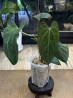 Anthurium Papillilaminum x fort sherman #1 - obrazek 2