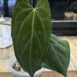 Anthurium Papillilaminum x Fort Sherman