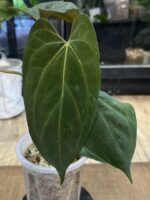 Anthurium Papillilaminum x Fort Sherman