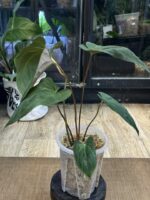 Anthurium Papillilaminum x fort sherman #1 - obrazek 3