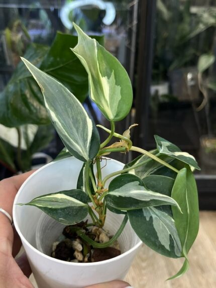 Philodendron Rio