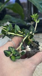 Hoya Chinghungensis variegata #4 - obrazek 2