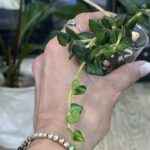 Hoya Chinghungensis variegata