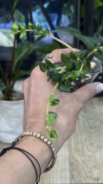 Hoya Chinghungensis variegata