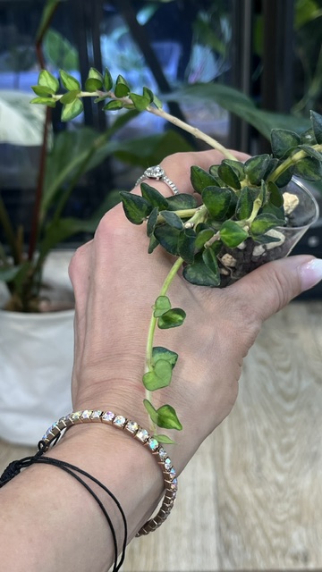 Hoya Chinghungensis variegata