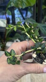 Hoya Chinghungensis variegata #4 - obrazek 3