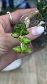 Hoya Chinghungensis variegata #4 - obrazek 4