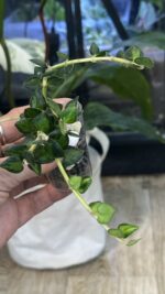 Hoya Chinghungensis variegata #4 - obrazek 5