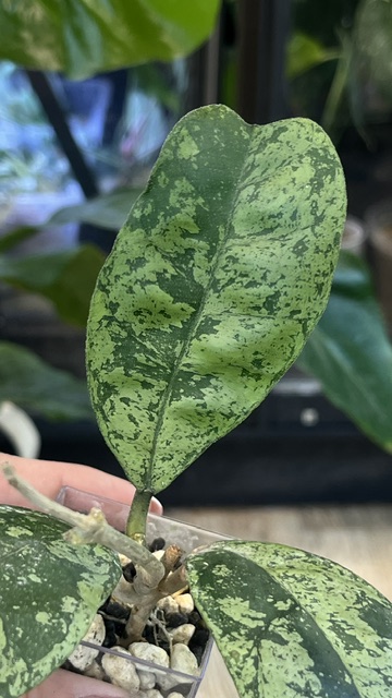 Hoya deykeae Morning Dew